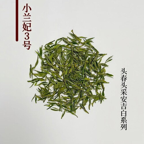 2026年根竹坑头采绿茶白叶一号
