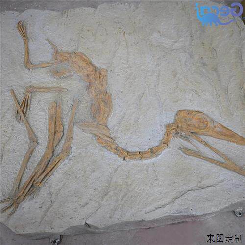 自贡格彩仿真翼龙化石模型博物馆研学用翼龙骨架展品定制