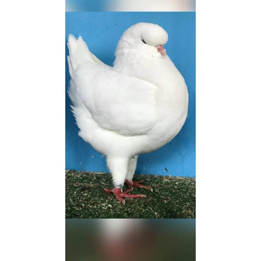 眯眯眼摩登那鸽子种蛋活体2.8斤以上圆环元宝鸽子受精蛋顺丰发货