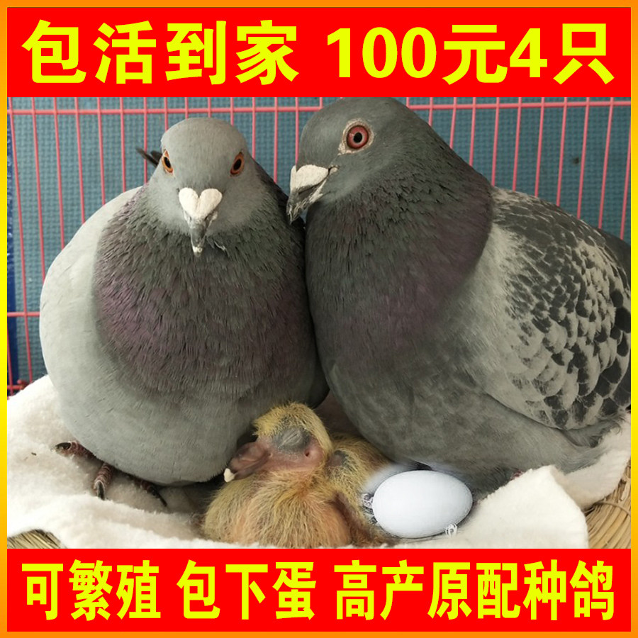 鸽子活一对公母肉鸽种鸽信鸽活苗元宝鸽活体鸽子苗小鸽食用宠物鸟
