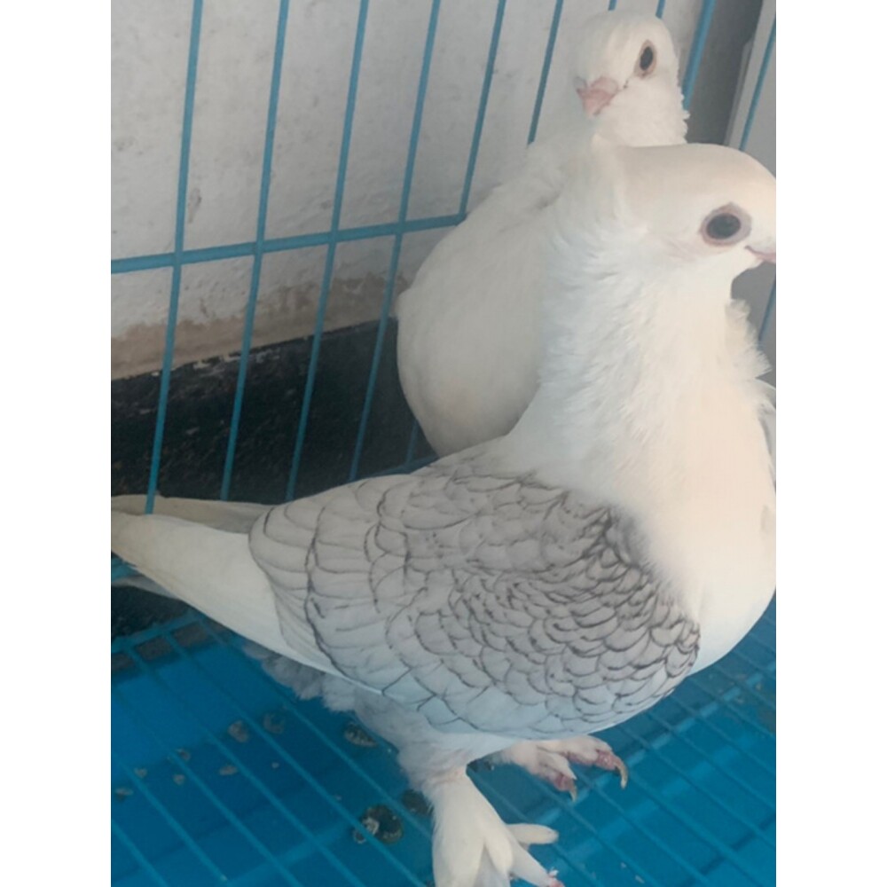 观赏鸽精品淑女鸽子生态喂养活体宠物青年鸽种鸽一对一公一母包活