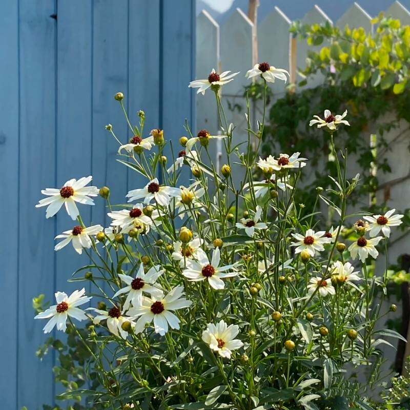 金鸡菊小闹钟盆栽庭院阳台多年生观花植物耐热耐晒花期久美观包邮