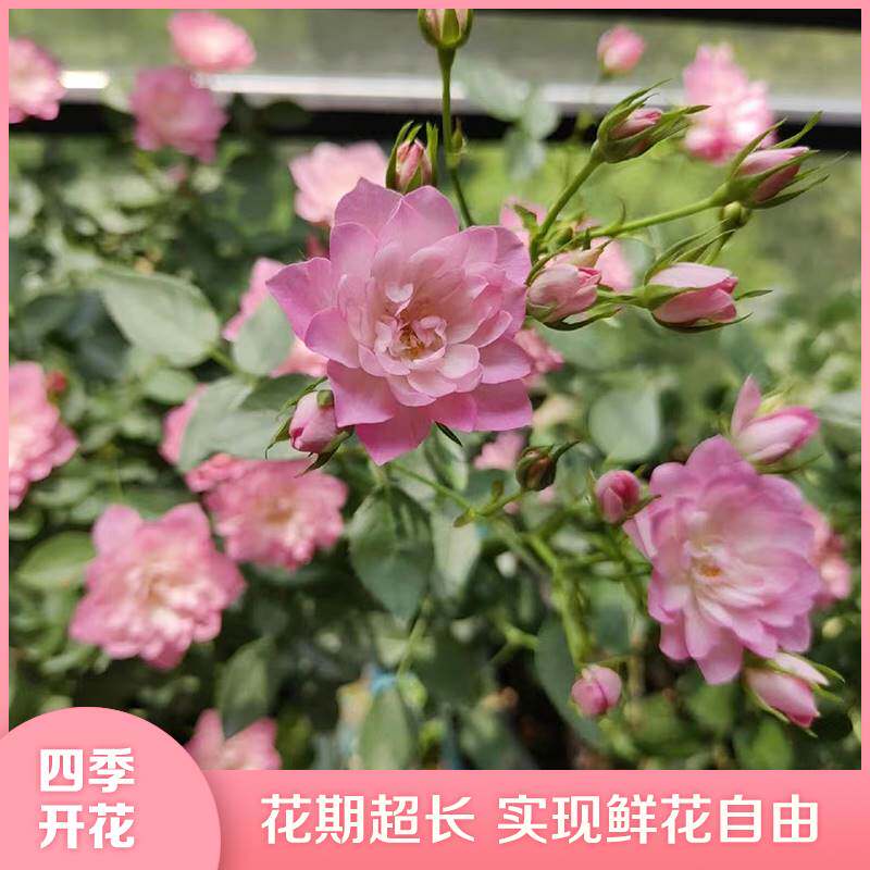 天荷繁星月季微月多头玫瑰花苗带花苞四季开花阳台庭院盆栽花卉