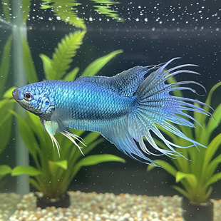 中国斗鱼无纹蓝游龙改良大爆针淡水冷水观赏鱼小型好养免打氧耐活