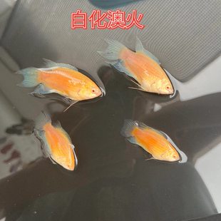 中国斗鱼白化澳火活体白奥淡水原生鱼小型观赏鱼好养耐活免打氧气