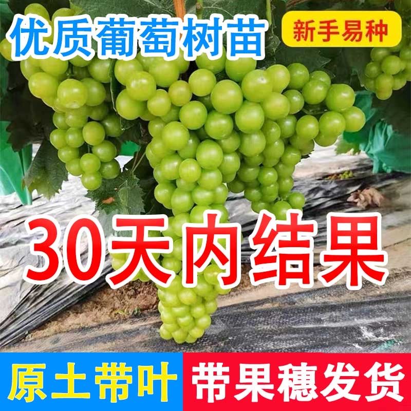 带果穗发货葡萄树苗不活包赔
