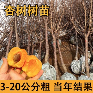 甜杏杏树特大凯特杏大黄杏果树南北方四季种植庭院别墅高杆大树