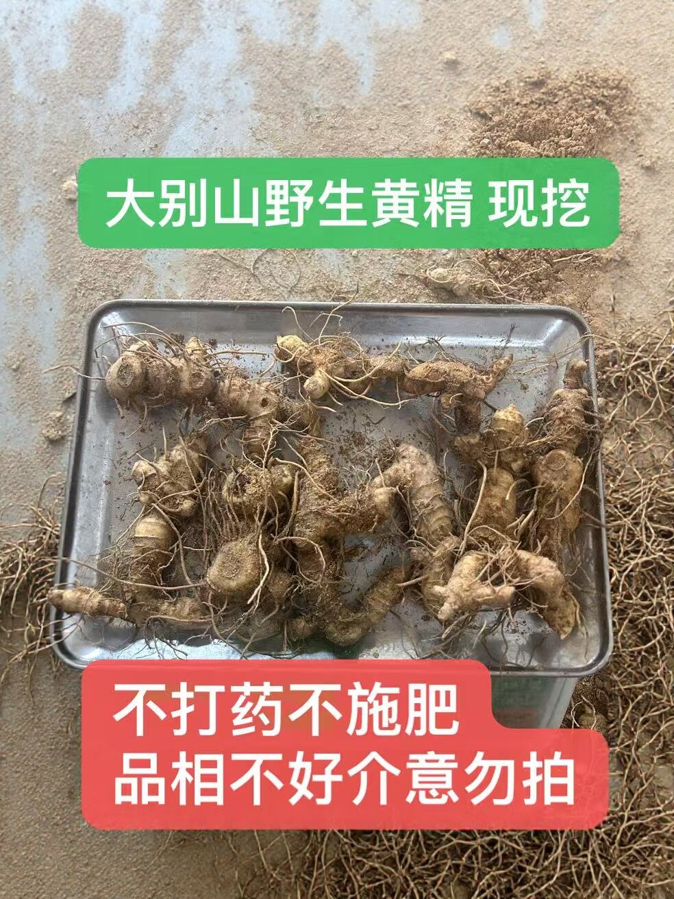 野生新鲜鸡头黄精2斤多花姜黄精 九蒸九晒 九制黄精 正品无糖图片