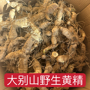 大别山野生鸡头黄精多花姜黄精2斤装 现挖现卖 黄精干货 九制黄精