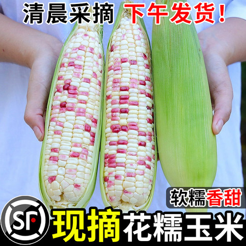 新鲜花糯玉米9斤现摘当季整箱花甜糯玉米苞谷嫩玉米棒子蔬菜包邮