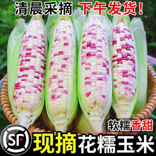 新鲜花糯玉米现摘当季整箱广西花甜糯玉米9斤苞谷嫩玉米棒子蔬菜