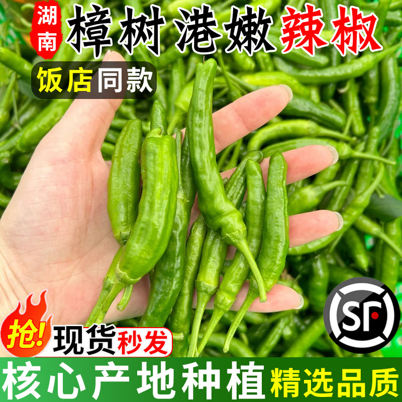 【顺丰】正宗湖南樟树小港辣椒现摘新鲜富晒食用薄皮嫩青线椒农产