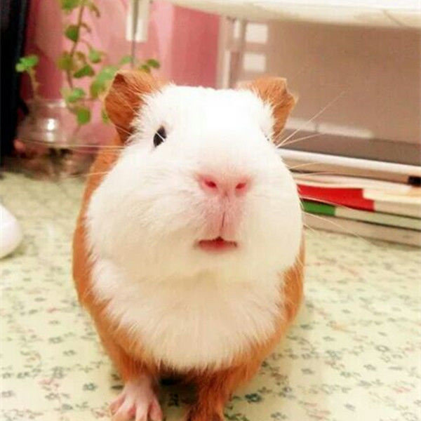 自家繁殖宠物荷兰猪活体荷兰鼠活体豚鼠活物天竺鼠长不大健康包活