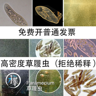 大草履虫 洄水水蚤草履虫 活体鱼苗开口饲料实验用包大密度邮开票
