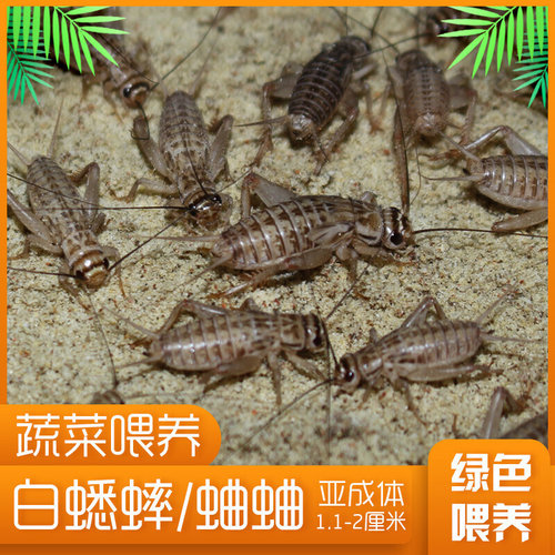 白蟋蟀 针头蛐蛐 油葫芦 守宫蜥蜴蜘蛛 龙鱼爬宠饲料 包活包邮