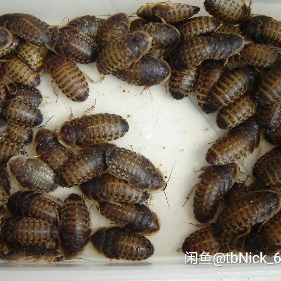杜比亚蟑螂活体幼虫繁殖组爬宠饲料按斤鬃狮蜥蜴食粮鱼食观赏鱼
