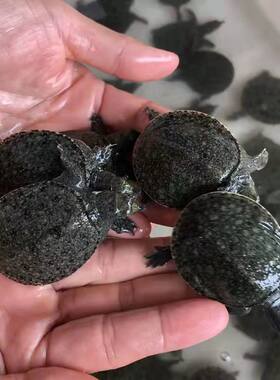 甲鱼苗外塘养殖中华鳖苗小甲鱼苗水鱼苗团鱼苗活体易养活体20只