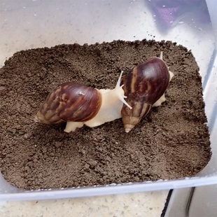 白玉蜗牛饲养土钙土椰土蜗牛饲养沙蜗牛 家饲料食物蜗牛补钙沙土