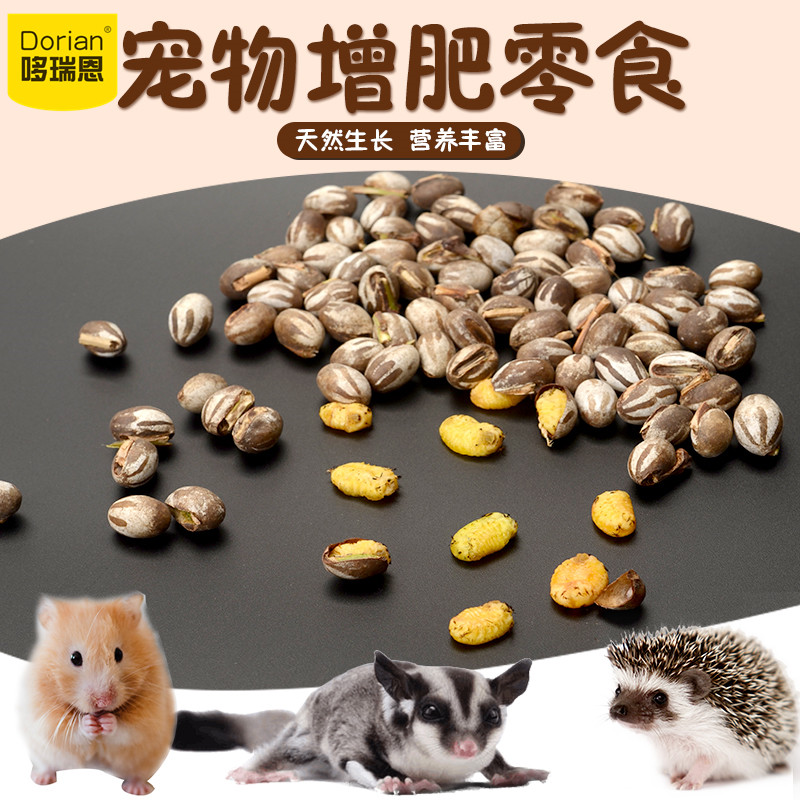 蜜袋鼯零食坦克虫活高蛋白食物花枝鼠仓鼠鹦鹉杨拉罐增肥长肉