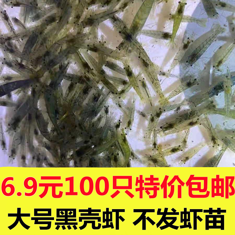 黑壳虾除藻虾水族除藻虾观赏虾清洁虾活体饲料工具虾草缸鱼缸造景