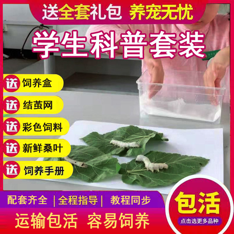彩色蚕宝宝饲料套装 蚕卵 七彩蚕套装 蚕饲料 蚕卵春蚕 学生养蚕