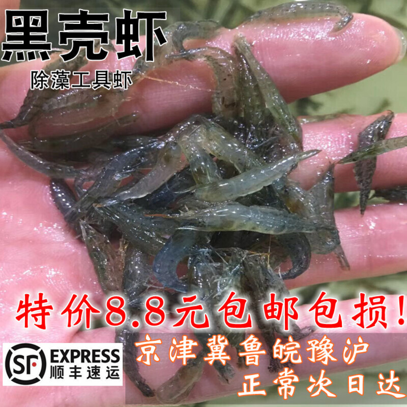 黑壳虾活体草缸除藻虾龙鱼鳄龟饲料虾观赏虾淡水米虾狗头饲料包邮