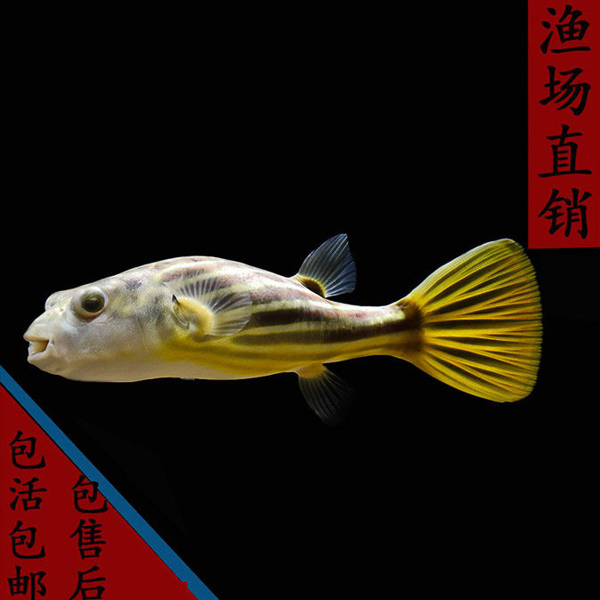 网红鱼斑马狗头鱼毛毛狗头活体鱼大型淡水河豚鱼宠物鱼热带观赏鱼