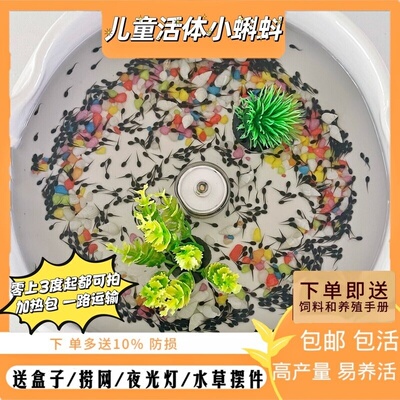 小蝌蚪青蛙活体牛蛙儿童观察宠物幼苗蛙苗送饲料包活观赏宠物