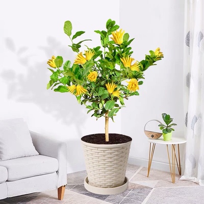 佛手树苗带果盆栽金佛手佛手柑盆栽佛手瓜苗室内庭院好养植物盆景