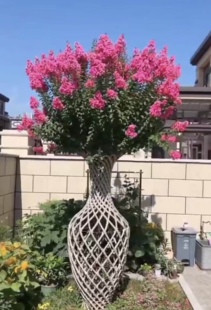 紫薇花瓶造型树苗盆栽地栽红花红火箭紫薇树庭院花卉绿化工程苗