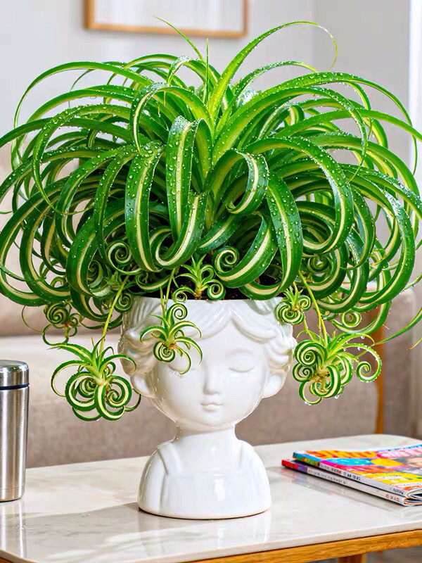 金边卷叶吊兰盆栽植物法国女郎卷叶吊兰室内新房净化空气甲醛绿植