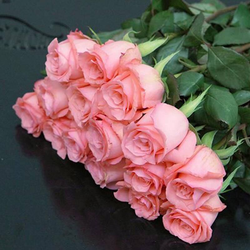 灌木黛安娜玫瑰月季四季开花室外花园庭院盆栽玫瑰大切花