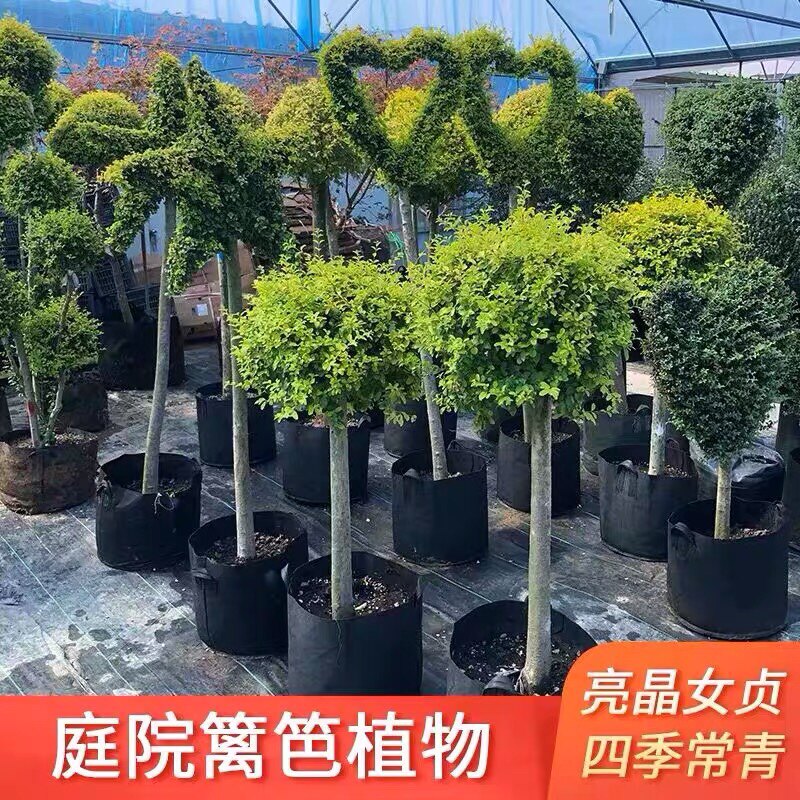 川滇蜡树亮晶金叶女贞棒棒糖球形树苗别墅庭院造型树盆栽花镜植物