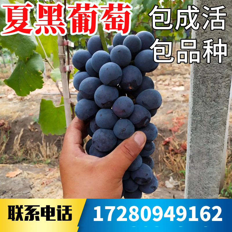 夏黑葡萄苗南北方庭院地栽种植特大爬藤果树盆栽嫁接无籽当年结果