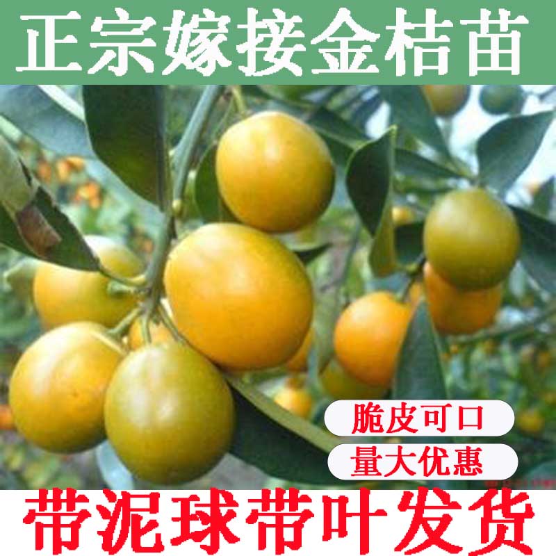 广西融安脆蜜金柑树苗橘子
