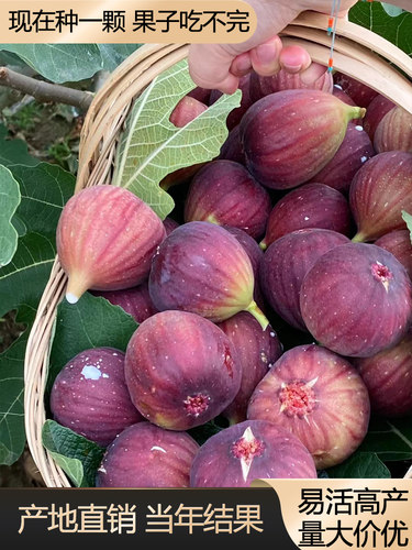 无花果树苗盆栽当年结南方北