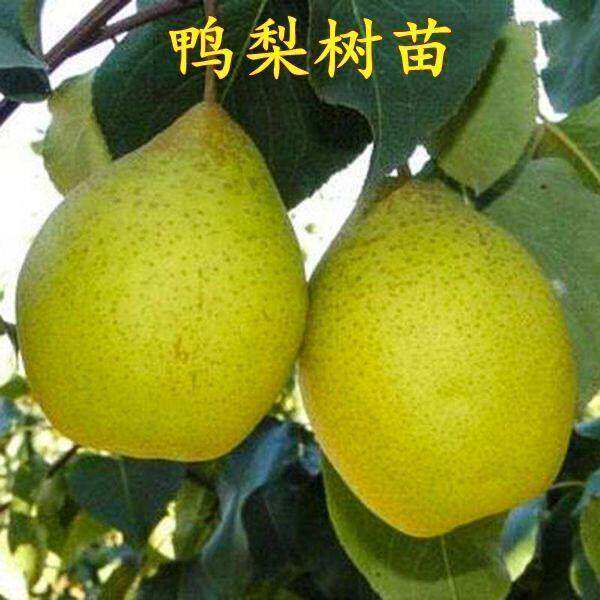 嫁接新品种鸭梨树苗梨子果树苗当年结果南北方四季种植盆地栽