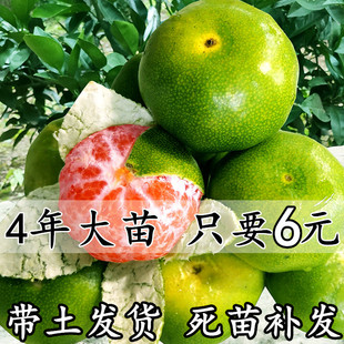新品种青皮蜜桔苗 日南一号桔苗早熟青柑橘苗 嫁接无核蜜桔子树苗