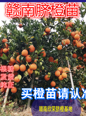 正宗江西赣南脐橙苗纽荷尔赣州脐橙树苗龙回红橙子树苗红肉血橙苗