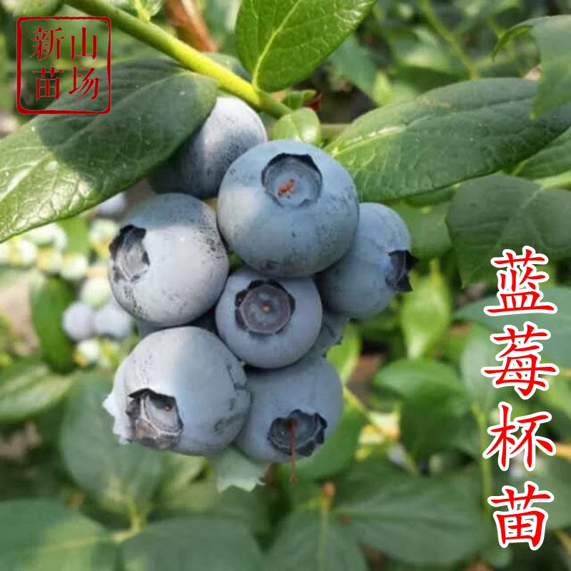 蓝莓树南高丛蓝莓苗带果试种果树四季南方盆栽当年结果种植庭院
