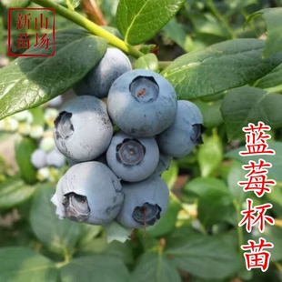蓝莓树南高丛蓝莓苗带果试种果树四季南方盆栽当年结果种植庭院