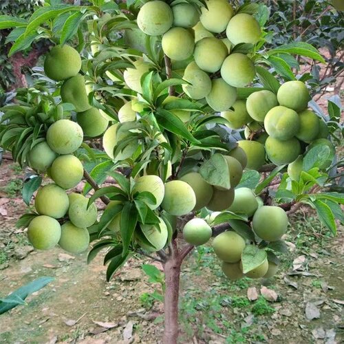 砂糖李树苗嫁接子六月脆南