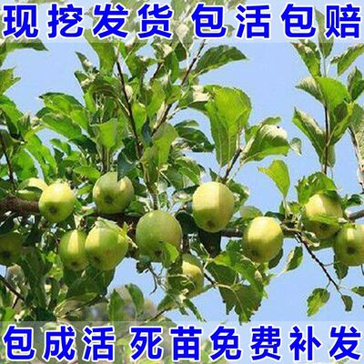 南北方种植青苹果树苗麻红