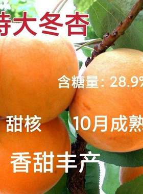 晚熟杏子树苗冬嫁接季10