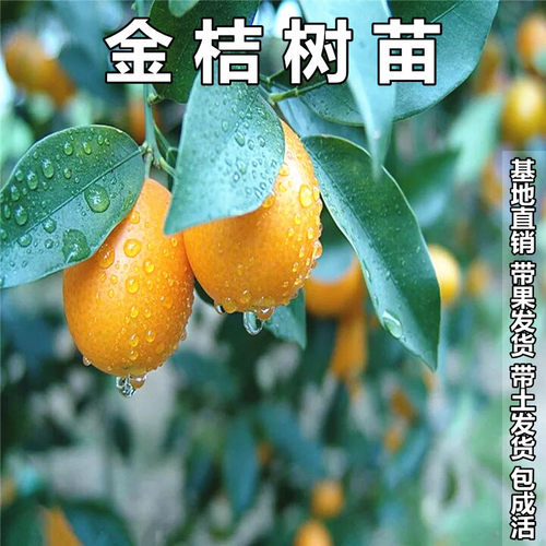 大果脆皮桔滑带发金苗嫁接