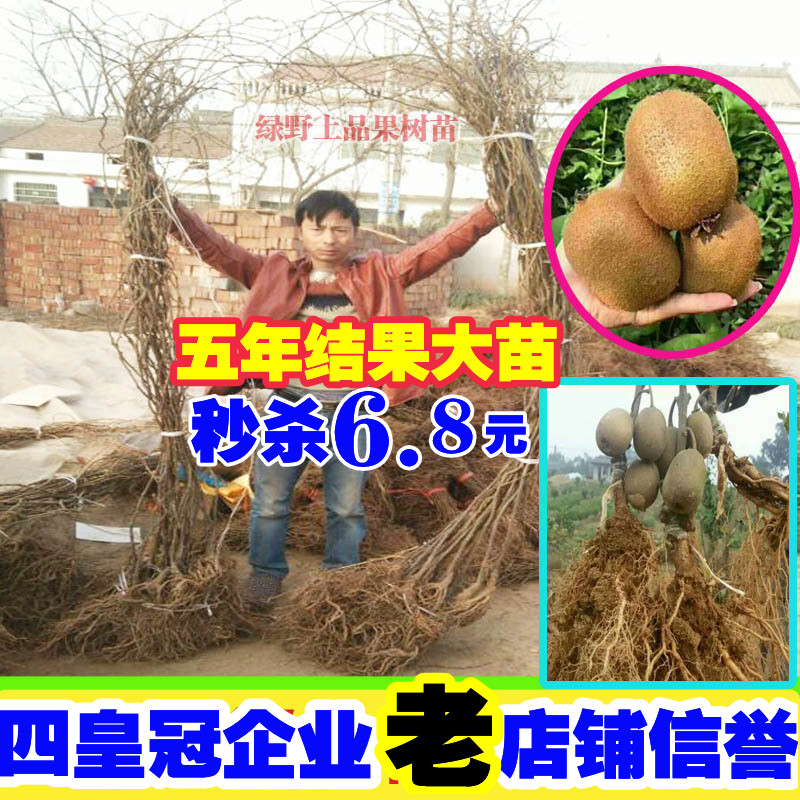 软枣猕猴桃苗南方北种植红
