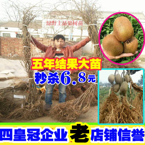 软枣猕猴桃苗南方北种植红