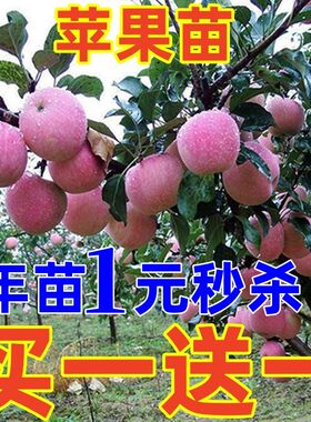 矮化盆栽苹果树苗地室内南