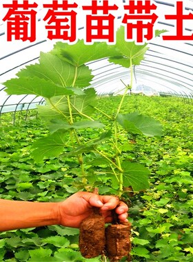 阳光玫瑰葡萄苗当年结果庭院抗寒爬藤南方北方种植品种葡萄树苗