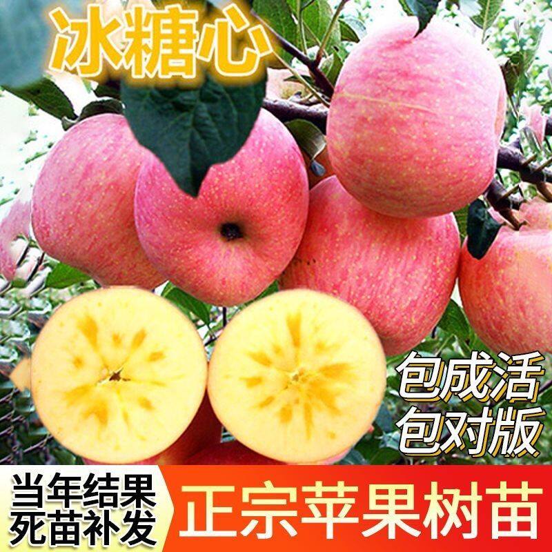 新疆阿克苏冰糖心苹果苗嫁接苗 冰糖心红富士果树苗当年结果